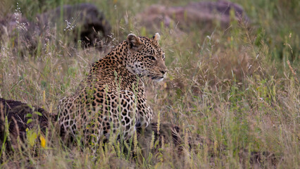 a female leopard close-up