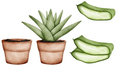 Set of watercolor aloe vera plant isolated on white