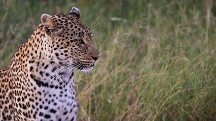 a female leopard close-up