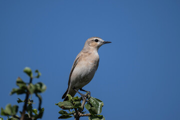 A common wheatear sits naturally on a raised platform on a summer day in Kenya