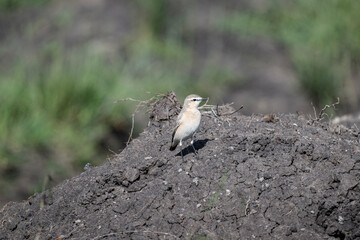 A common wheatear sits naturally on a raised platform on a summer day in Kenya