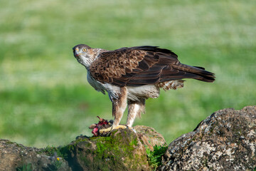 Beautiful close up portrait of a Bonelli's Eagle from the side looking around while protecting its food on a rock and vegetation on the sides in Sierra Morena, Andalusia, Spain. Europe