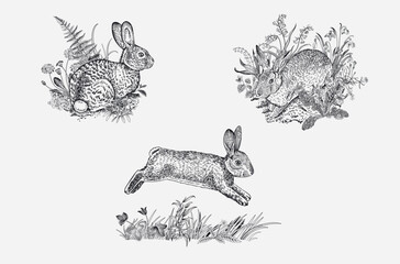 Bunnies set. Vector vintage classic illustration. Black and white - 730952298