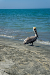 pelican on the beach