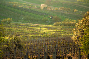 Tractor working in a vineyard, spring day, South Moravia, Czech Republic
- 730954226