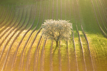 Spring morning landscape with a blossoming tree and rows of vineyards. Rows of vineyards on famous hills of South Moravia, Czech Republic. Blossoming cherry tree and vineyards
- 730954233