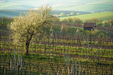Rows of vineyards in spring. White lonely blossoming cherry tree among vineyards. Spring scenic rural landscape of South Moravia in Czech Republic during sunset.
- 730954435