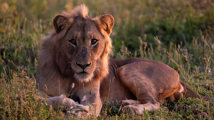 close-up of a young male lion