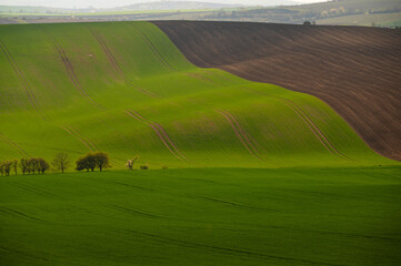 Field waves with blossoming trees in the spring, South Moravia, Czech Republic
- 730955249