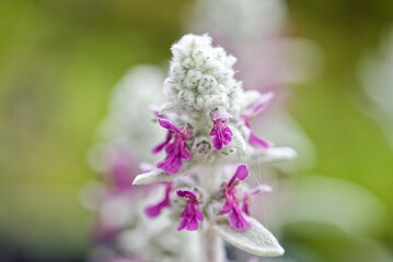 ラムズイヤーの花