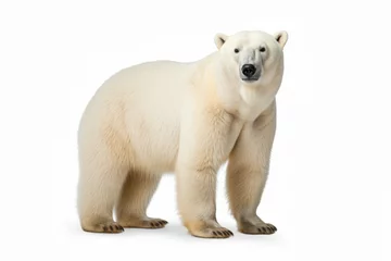 Foto op Canvas Polar bear clipart © Tamer