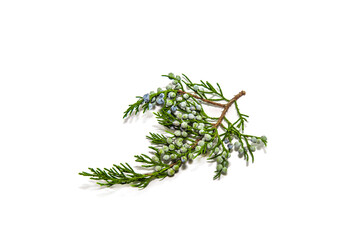 Branches of plants on a white background. Thuja, branches in the background.