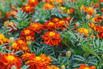 Orange marigolds flower on a green background on a summer sunny day macro photography. Blooming tagetes flower with red petals in summer, close-up photo.