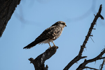 Common buzzard hunting in the wild on a summer day in Kenya