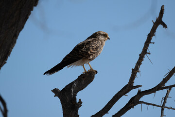 Common buzzard hunting in the wild on a summer day in Kenya