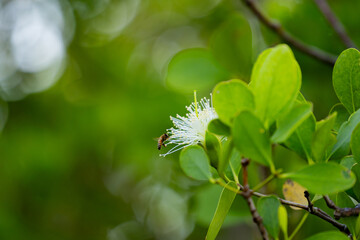 Fototapeta na wymiar Mangrove flowers and honeybees, Ishigaki Island