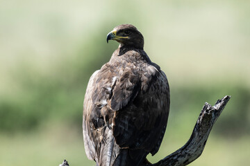 Common golden eagle in natural conditions sits on a tree and hunts on a summer day in Kenya