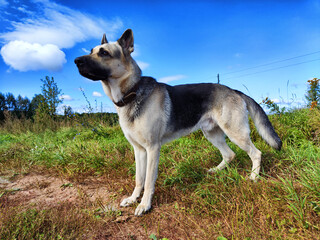 Big dog German Shepherd in field with green and yellow grass in summer or autumn season. Russian eastern European dog veo walk on nature