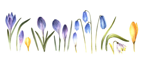 Watercolor early spring primary flowers set Blue, yellow violet crocuses, saffron, snowdrops, scylla. Hand drawn illustration for Ester wedding birthday card, sticker Isolated clipart white background
