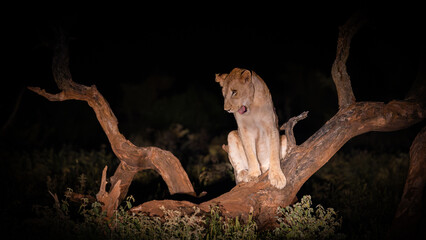 night time lioness in the dark