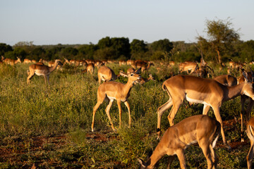 a large impala herd in golden light