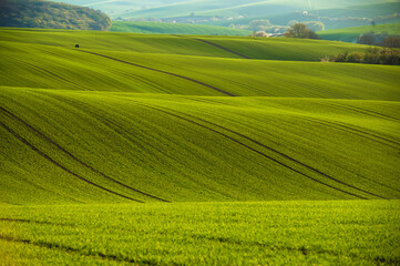 Wavy Fields of South Moravian, Moravia, South Moravia, Czech republic
- 730961230