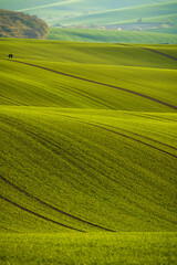 Wavy Fields of South Moravian, Moravia, South Moravia, Czech republic
