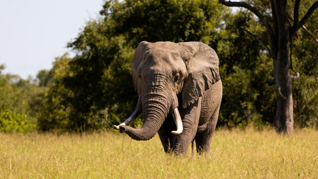 a big bull African elephant