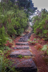 Stone steps guide through greenery.
