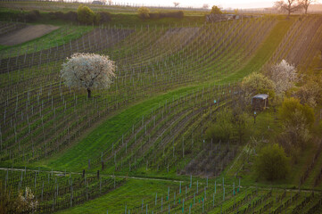 Rows of vineyards in spring. White lonely blossoming cherry tree among vineyards. Spring scenic rural landscape of South Moravia in Czech Republic during sunset.
- 730962012