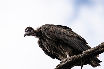 Brown vulture in natural conditions sits on a tree and hunts on a summer day in Kenya