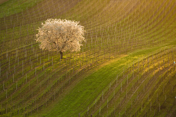 Spring morning landscape with a blossoming tree and rows of vineyards. Rows of vineyards on famous hills of South Moravia, Czech Republic. Blossoming cherry tree and vineyards
- 730962201