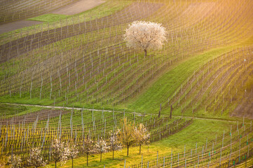 Rows of vineyards in spring. White lonely blossoming cherry tree among vineyards. Spring scenic rural landscape of South Moravia in Czech Republic during sunset.
- 730962204