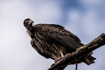Brown vulture in natural conditions sits on a tree and hunts on a summer day in Kenya