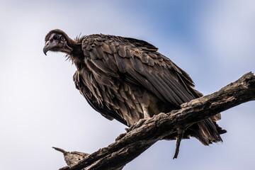 Brown vulture in natural conditions sits on a tree and hunts on a summer day in Kenya