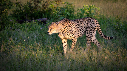 A cheetah in golden light early morning