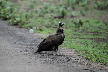 Brown vulture in natural conditions sits on a tree and hunts on a summer day in Kenya