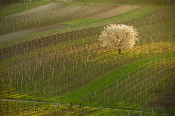 Amazing Spring Landscape With White Blossoming Cherry Tree Between Rows Of Vineyards In South Moravia, Czech Republic
- 730962660