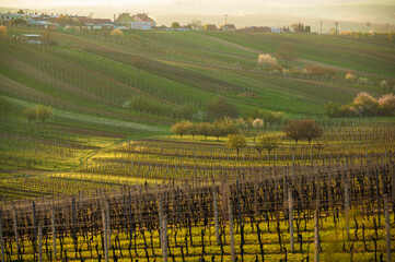 Spring landscape with green vineyards and town at background. Grape vineyards of South Moravia in Czech Republic.
