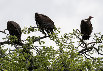 Brown vulture in natural conditions sits on a tree and hunts on a summer day in Kenya