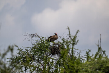 Brown vulture in natural conditions sits on a tree and hunts on a summer day in Kenya