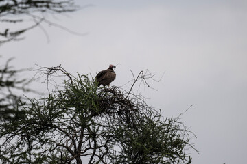 Brown vulture in natural conditions sits on a tree and hunts on a summer day in Kenya