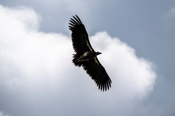 Brown vulture in natural conditions sitting in flight hunting on a summer day in Kenya