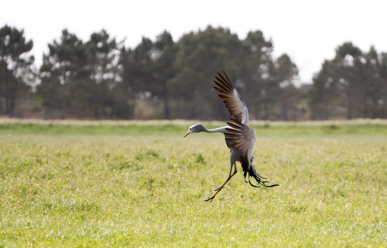 Blue crane bird (Grus paradisea) jumping in the air during mating dance or courtship ritual, Western Cape, South Africa