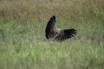 Brown vulture in natural conditions sits on a tree and hunts on a summer day in Kenya