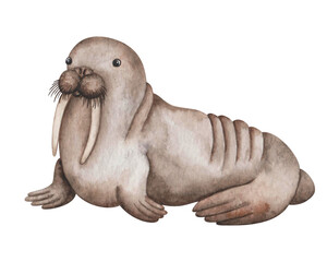Watercolor illustration. Hand painted brown walrus with tusks and whiskers. Morse mammal animal. North Pole, Arctic Ocean animal. Sea and ocean life. Isolated cartoon clip art for banners, posters