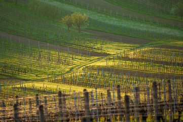 Spring landscape with green vineyards and town at background. Grape vineyards of South Moravia in Czech Republic.
- 730963853