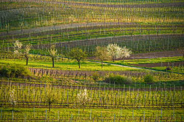 Spring landscape with vineyards in the hills of South Moravia. Rows of vineyards on a spring . Spring scenic landscape of South Moravia in Czech Republic. Nature agriculture background
