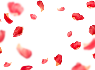 red petals fly in a circle, on an isolated white background