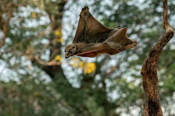 Flying lemur in the rainforest of Java, Indonesia.